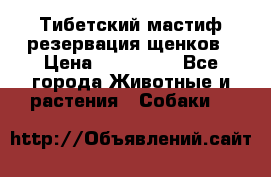 Тибетский мастиф резервация щенков › Цена ­ 100 000 - Все города Животные и растения » Собаки   